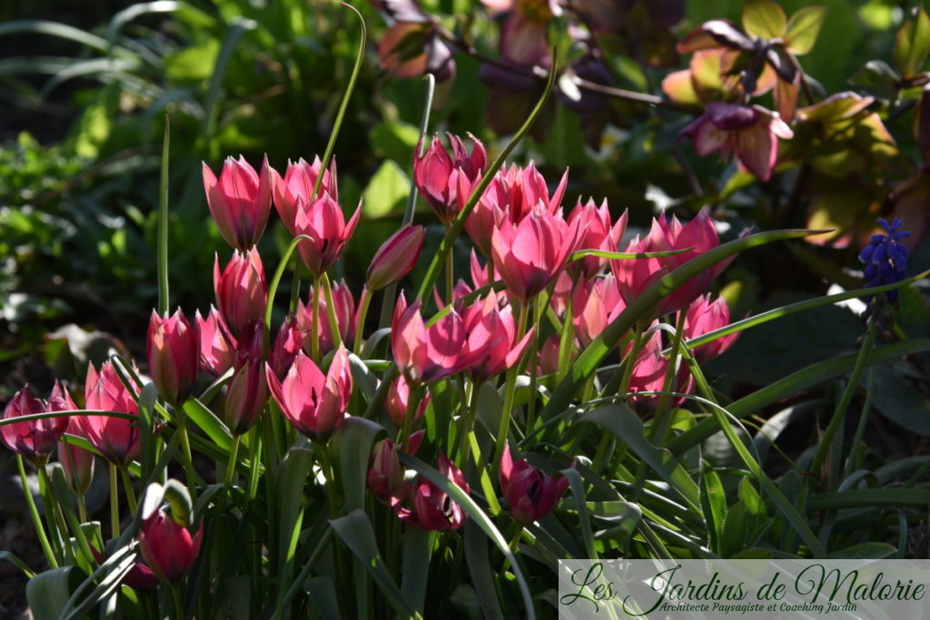 tulipes botaniques 'Little Beauty'