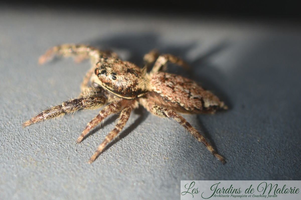 Les araignées sauteuses Salticides Salticidae Les Jardins de Malorie