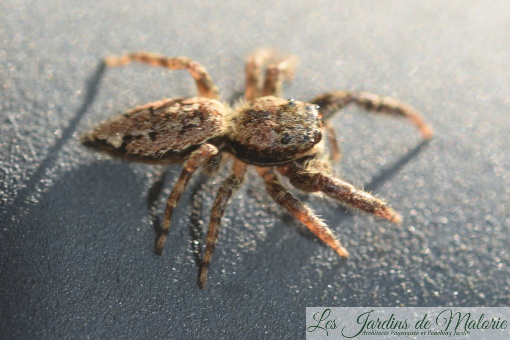 araignée sauteuse, famille des Salticides (Salticidae)