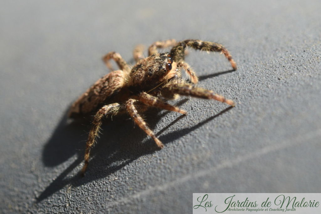 araignée sauteuse, famille des Salticides (Salticidae)