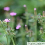 Saponaire de Montpellier (saponaria ocymoides)