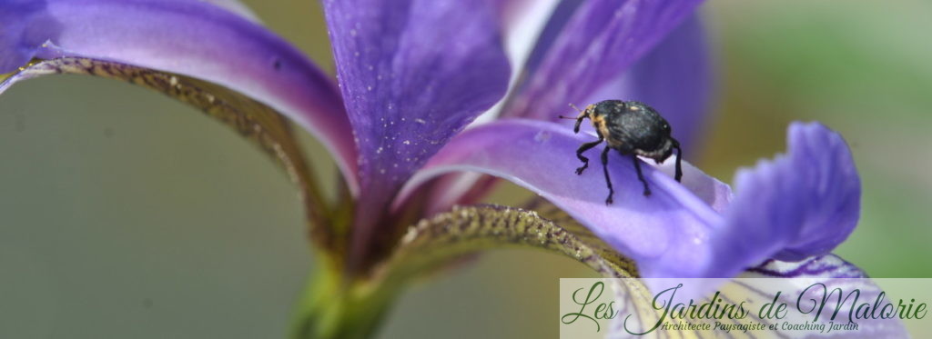 le charançon de l’iris des marais, Mononychus pseudacori, 