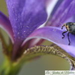 Le charançon de l’iris des marais