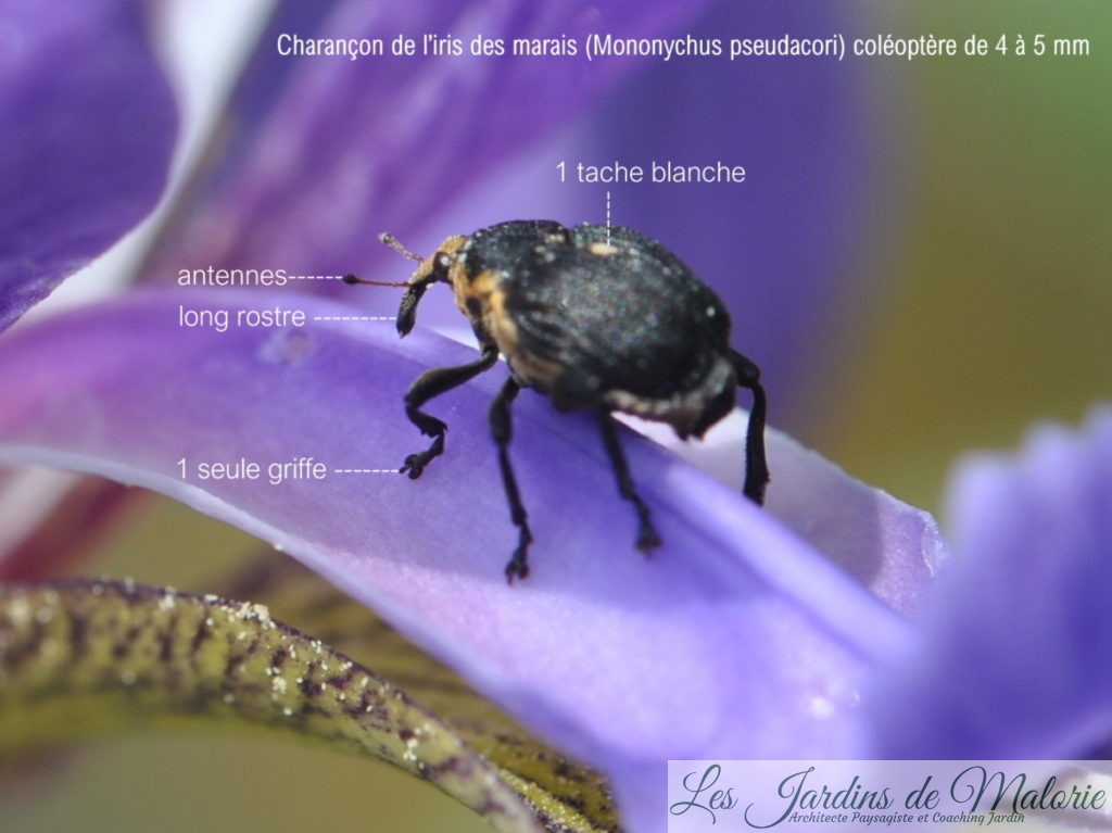 le charançon de l’iris des marais, Mononychus pseudacori, Mononychus punctum-album