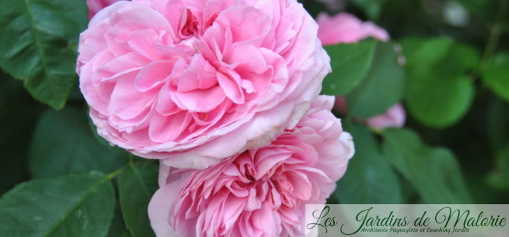 🌹 Petit florilège de mes roses les plus parfumées