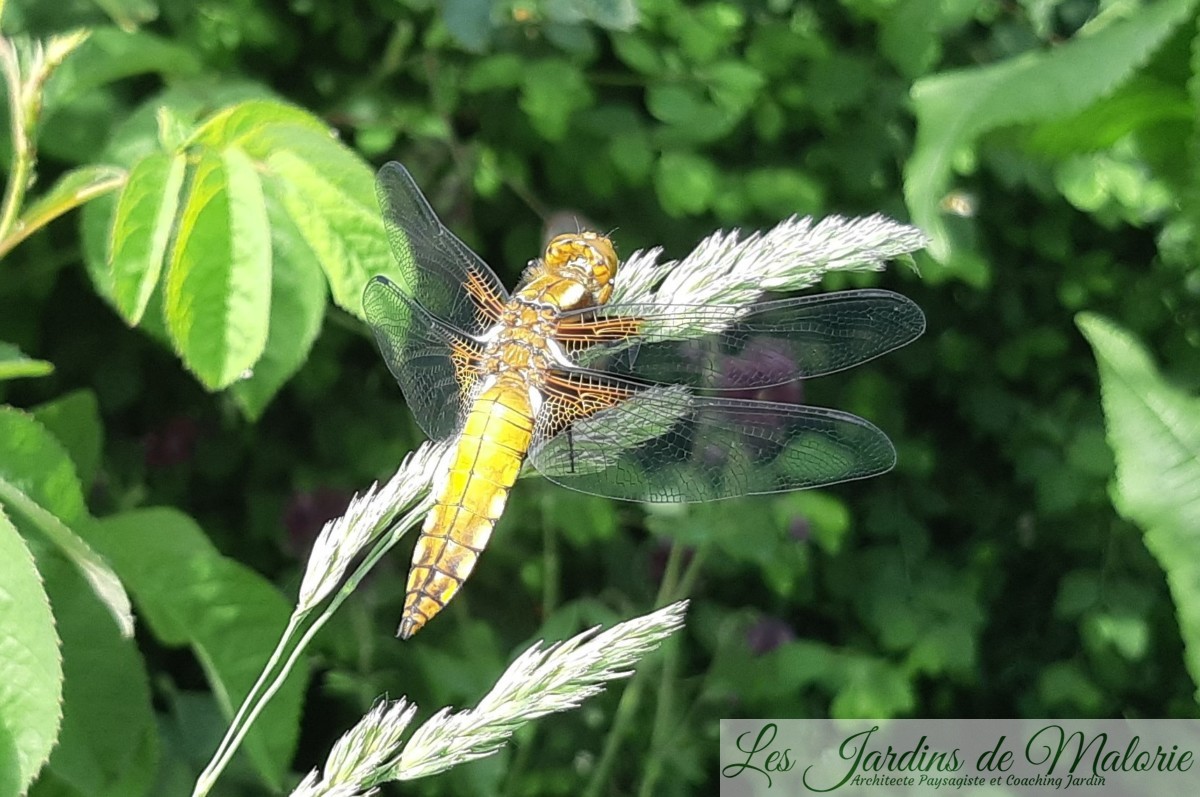 Demoiselle Ou Libellule - Les Jardins De Malorie