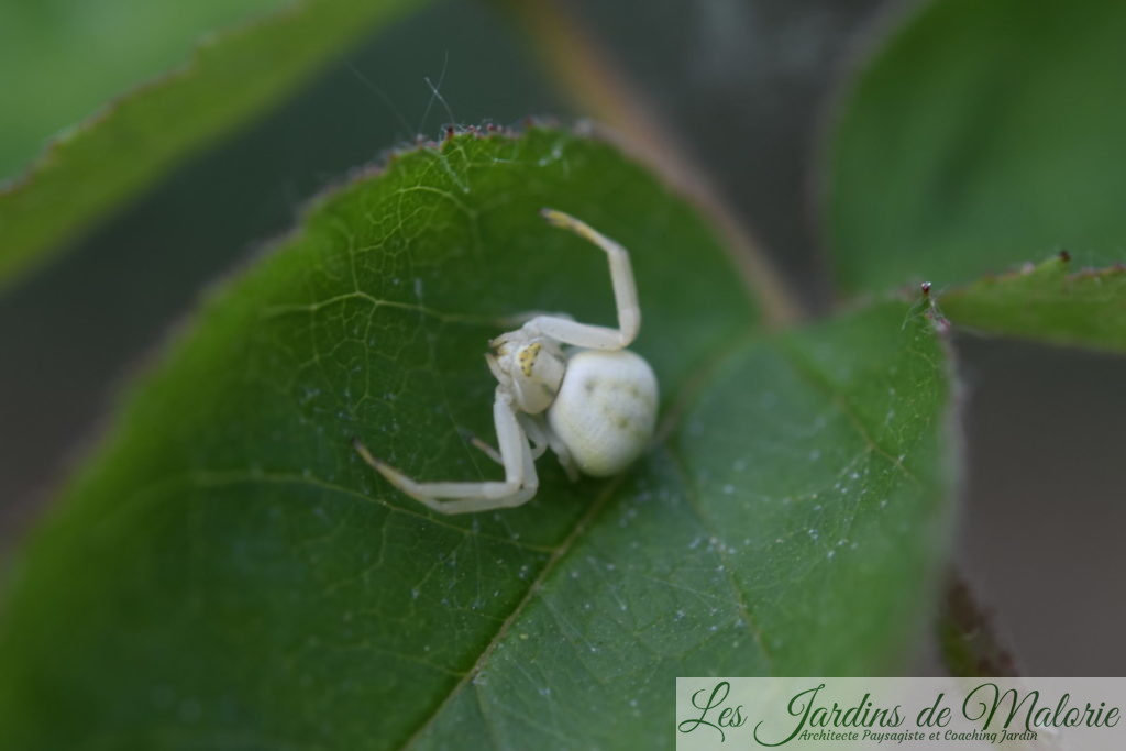 araignée crabe – Thomise variable (Misumena vatia)