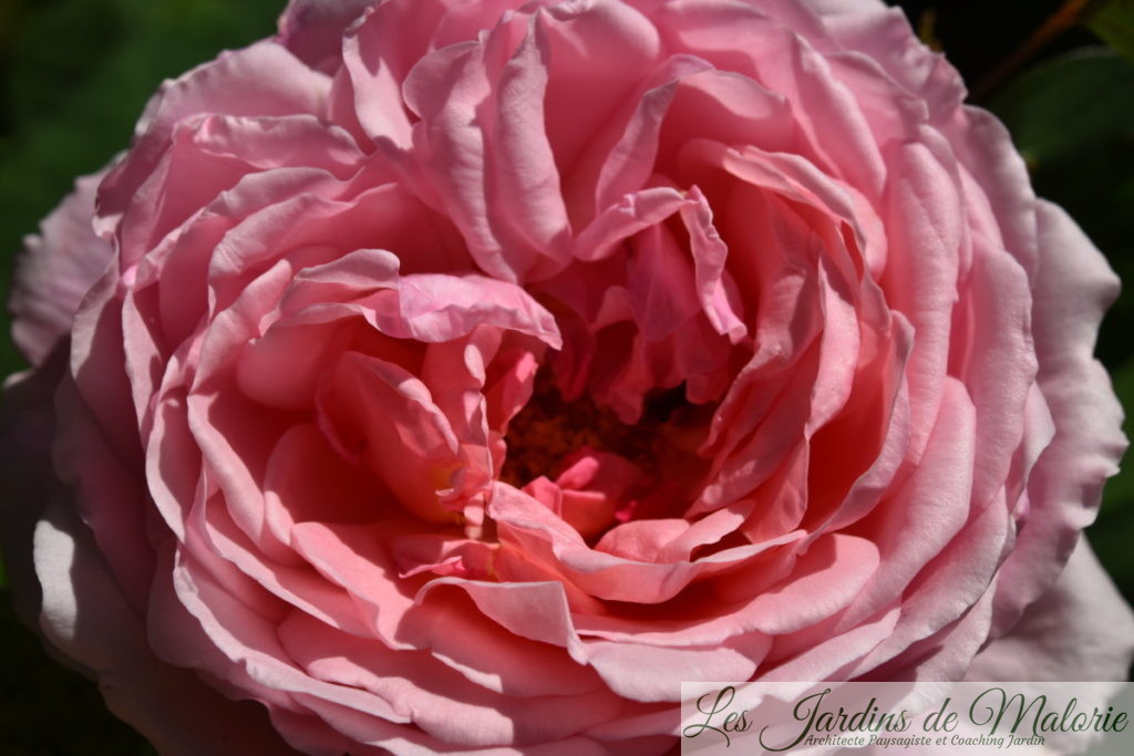 rosier 'Brother Cadfael'