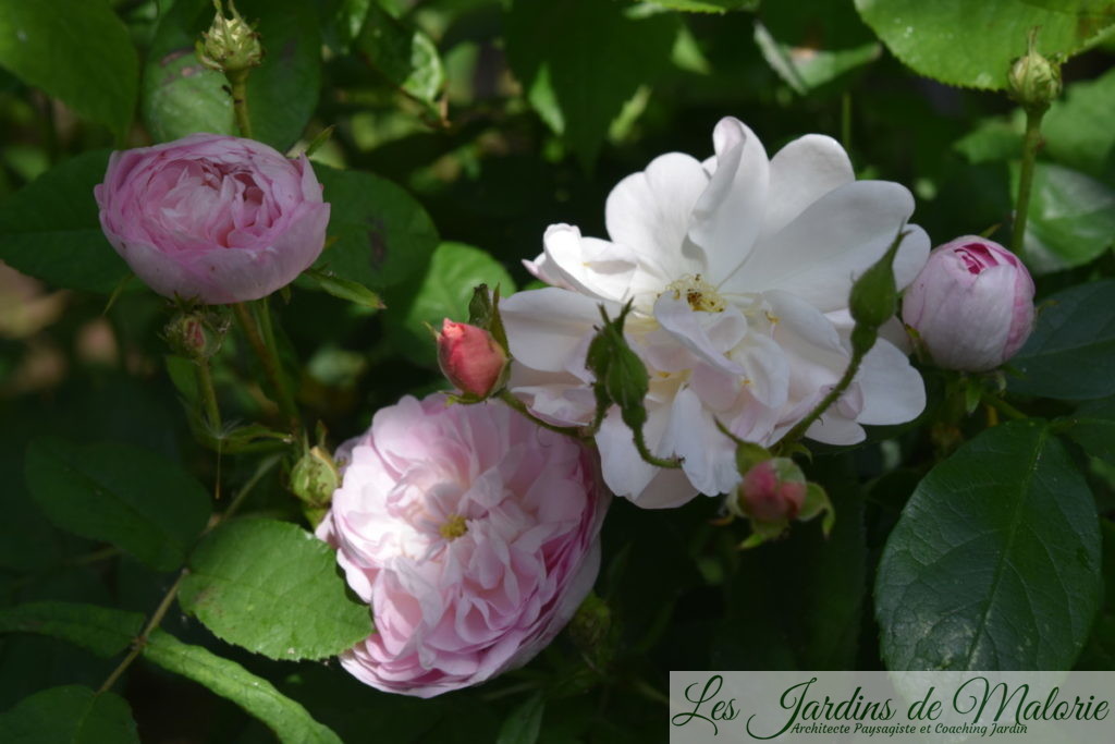 rosiers 'Duchesse de Montebello' et 'Sourire d'Orchidée'