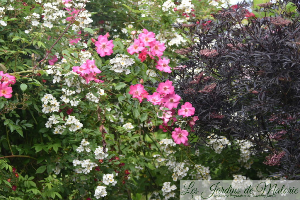 en blanc, le rosier liane issu d'un semis spontané de chez André Eve, et en rouge, le rosier 'Mademoiselle des minuits' une obtention d'andré Eve et sambucus nigra 'Black Lace'