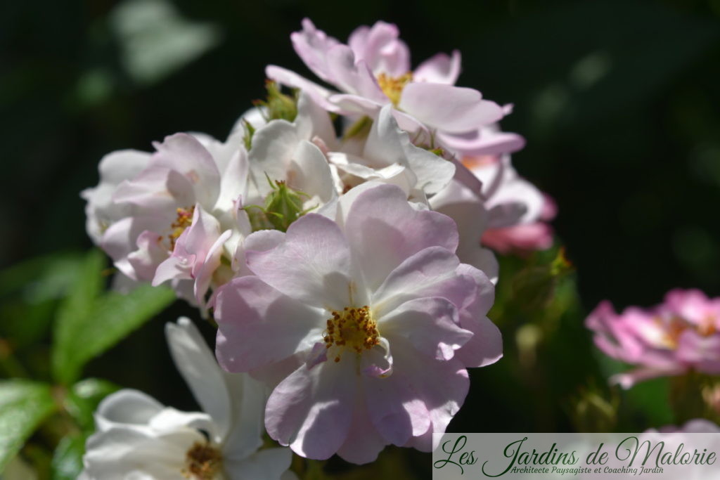 rosa 'Belle des Fagnes'