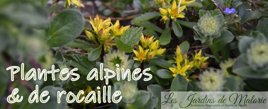 Plantes alpines et de rocaille
