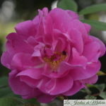 Chroniques de mon jardin : Ouverture du bal des roses ...