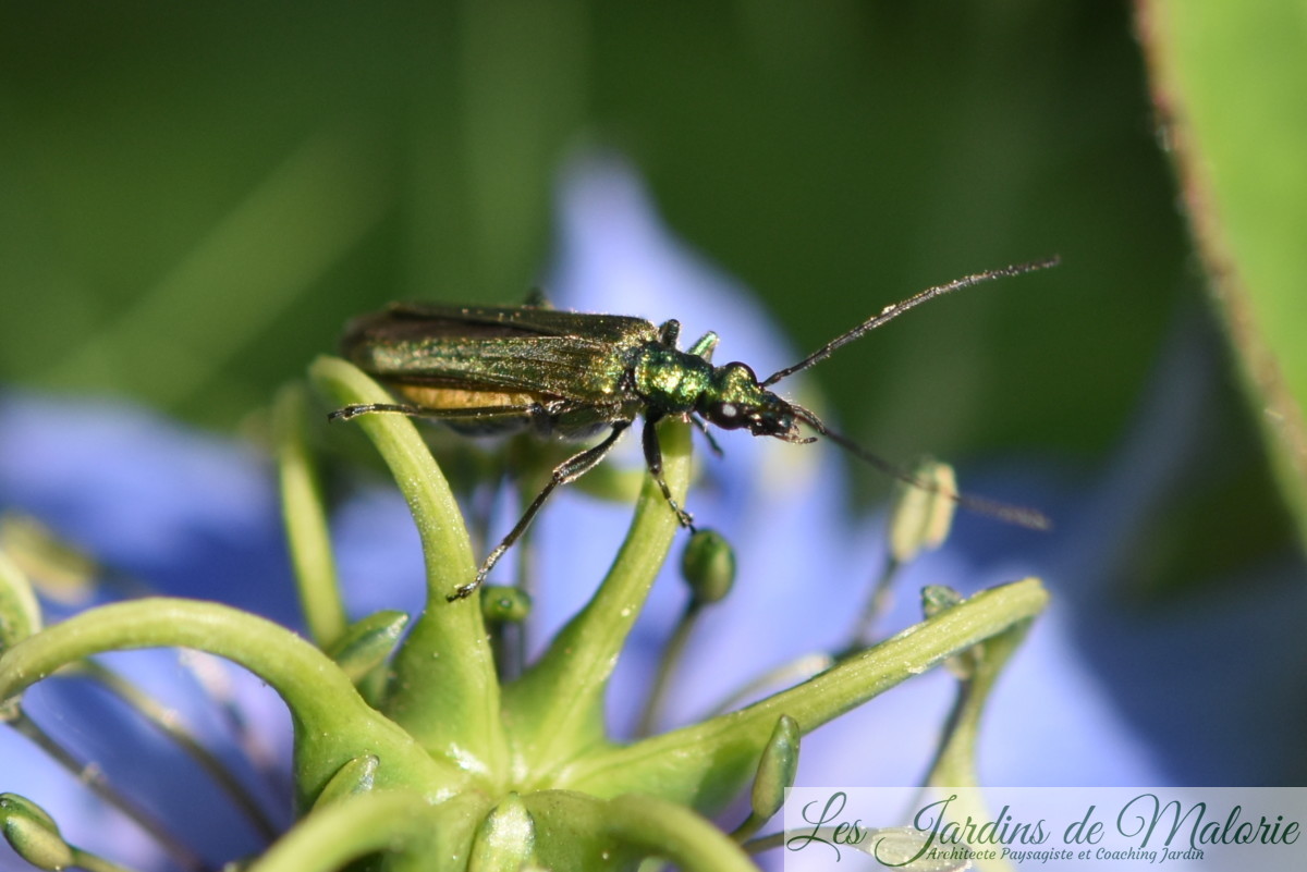insecte vert métalisé, Oedemère noble, Oedemera nobilis (femelle) sur un nigelle