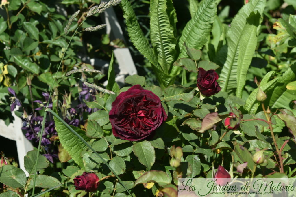rosa 'Munstead Wood'