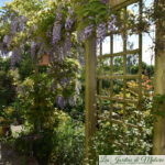 Chroniques de mon jardin: soleil de mai!