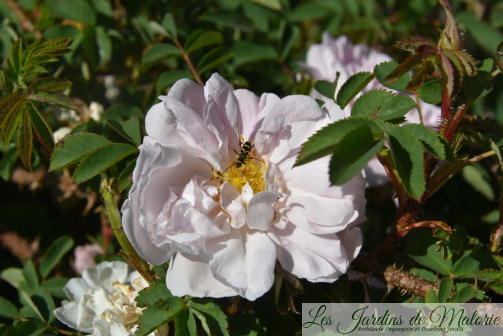 un clyte bélier sur Rosa (x) pimpinellifolia 'Stanwell Perpetual' (Rosier ancien)