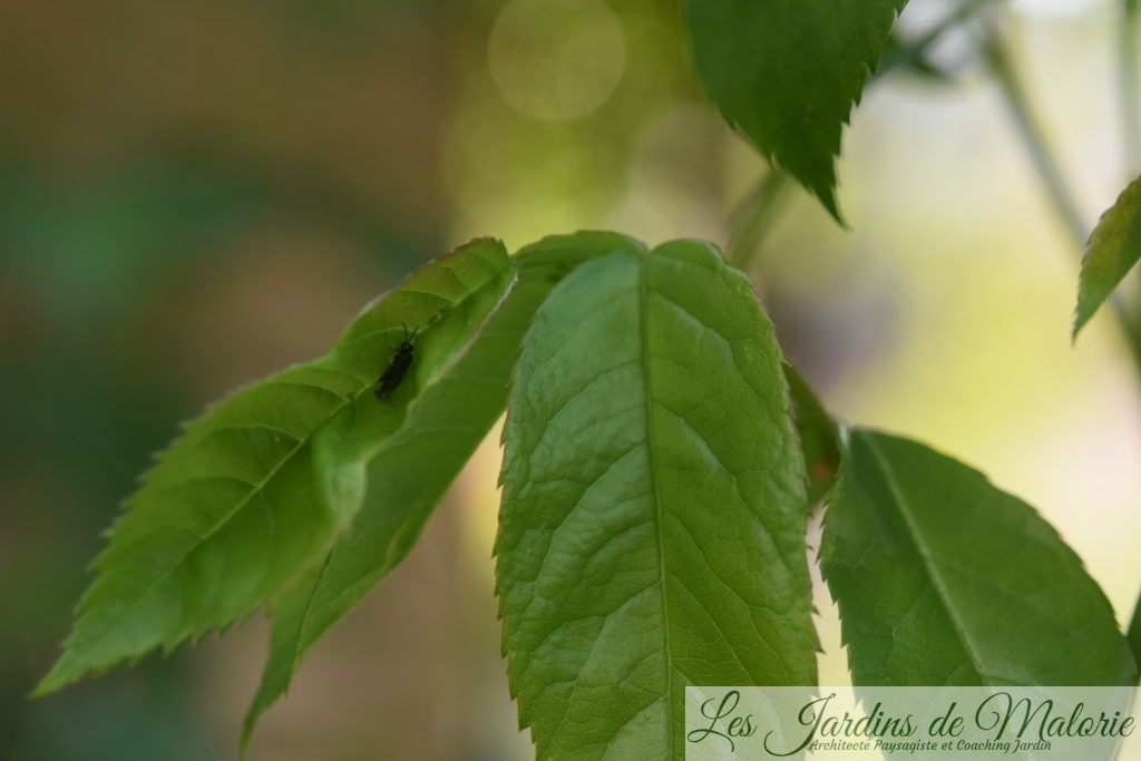 blennocampa pusilla (aussi appelée tenthrède rouleuse des feuilles de rosier)
