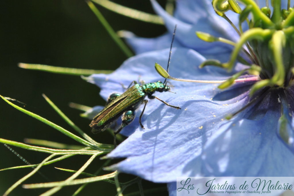 insecte vert, Oedemère noble, Oedemera nobilis, mâle avec ses gros mollets, sur fleur de nigelles