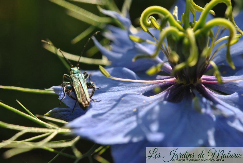 insecte vert, Oedemère noble, Oedemera nobilis, mâle avec ses gros mollets, sur fleur de nigelles