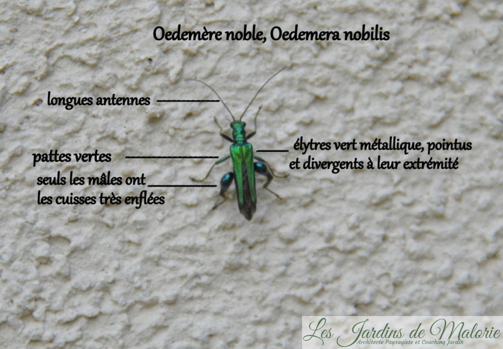 insecte, Oedemère noble, Oedemera nobilis, mâle avec ses gros mollets