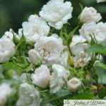 ❤ ❤  Focus sur le rosier 'White Grootendorst'