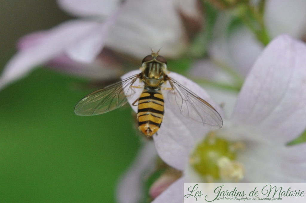 insecte: un syrphe (sauf erreur de ma part Episyrphus balteatus adulte) sur une campanule ‘Loddon Anna’