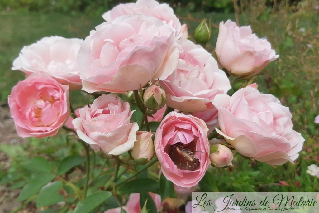 rosier 'Jardin de Valloires', avec une cétoine dorée au coeur d'une rose