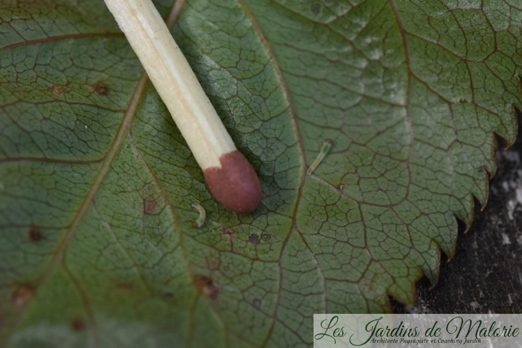 jeune larve de tenthrède-limace des rosiers : minuscule fausse chenille, vert jaunâtre, translucide, avec une tête brune, elle grignote la face inférieure du limbe.