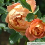 ❤ ❤ ❤ ❤ Focus sur le rosier 'Lady of Shalott'