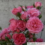 ❤ ❤  Focus sur le rosier 'Rosarium Uetersen'
