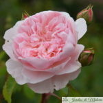 ❤ ❤ ❤   Focus sur le rosier 'Wisley 2008'