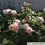 ❤ ❤ ❤   Focus sur le rosier 'Garden of Roses'