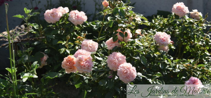 ❤ ❤ ❤   Focus sur le rosier ‘Garden of Roses’