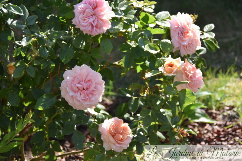 rosier 'Garden of Roses' (Joie de Vivre)
