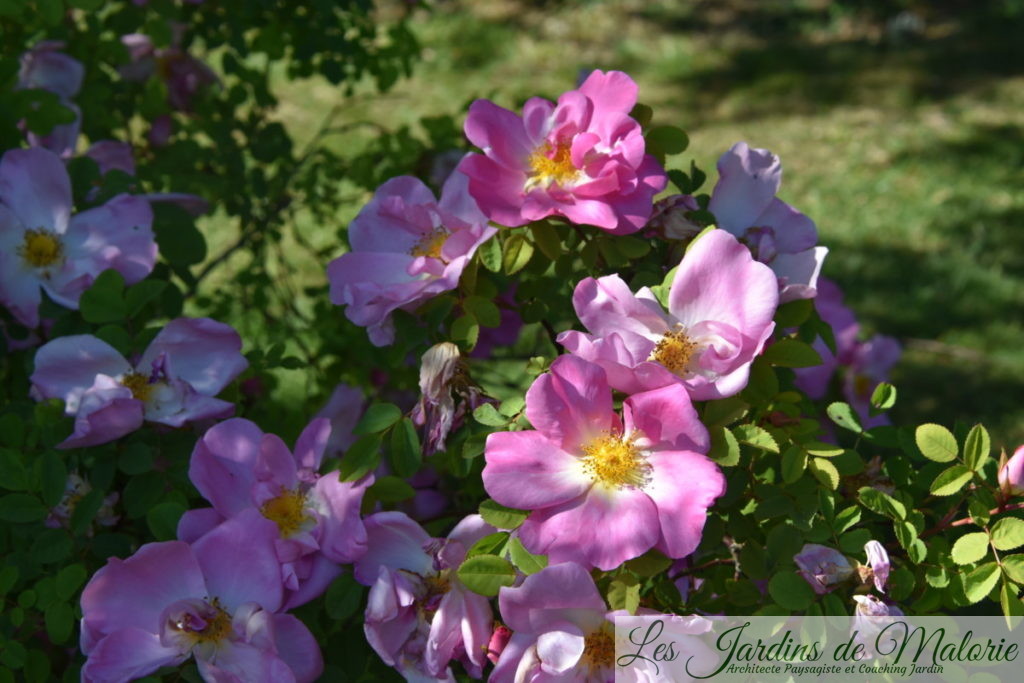 rosier 'Marguerite Hilling', Rosa (x) moyesii 'Marguerite Hilling', (Pink Nevada)