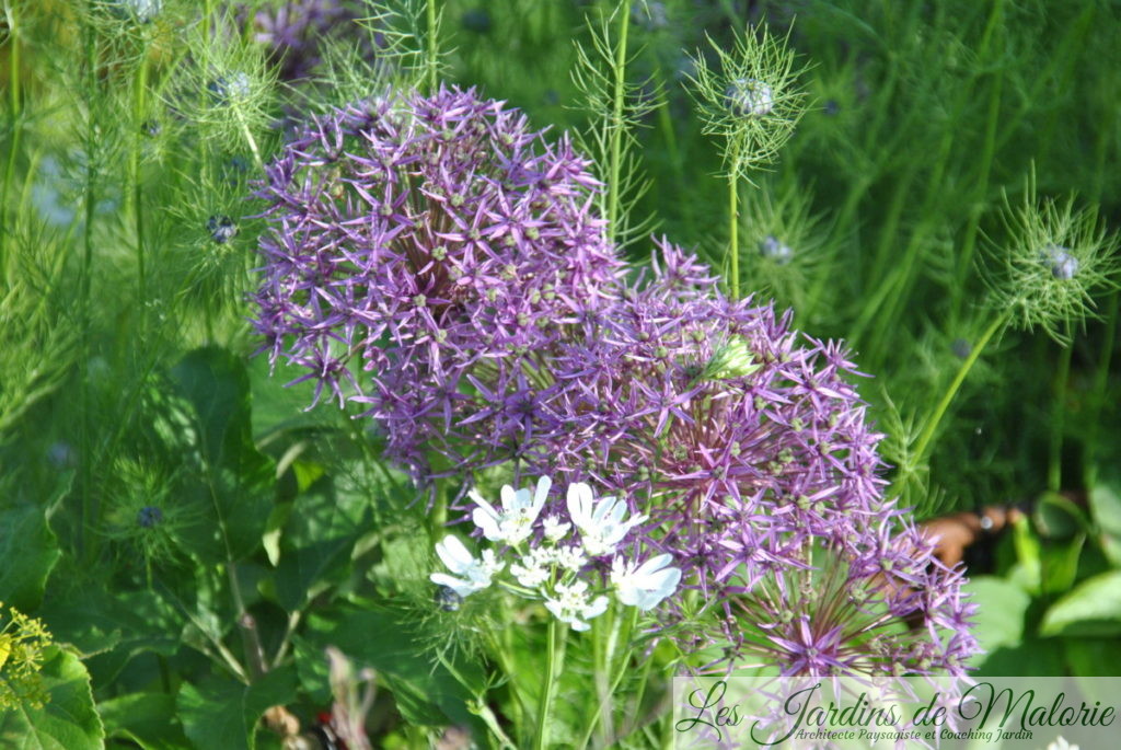 allium 'Violet Beauty' , nigelles de Damas et orlaya grandiflora