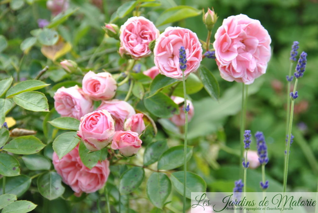 rosier 'Jardins de Valloires'