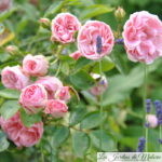 ❤ Focus sur le rosier 'Jardins de Valloires'