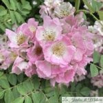 ❤ ❤ ❤ Focus sur le rosier liane 'Kew Rambler'