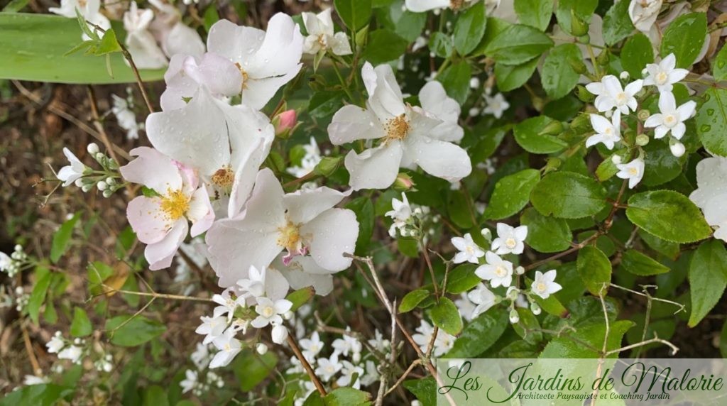 rosa 'Apfelblute' et deutzia setchuenensis var. corymbiflora