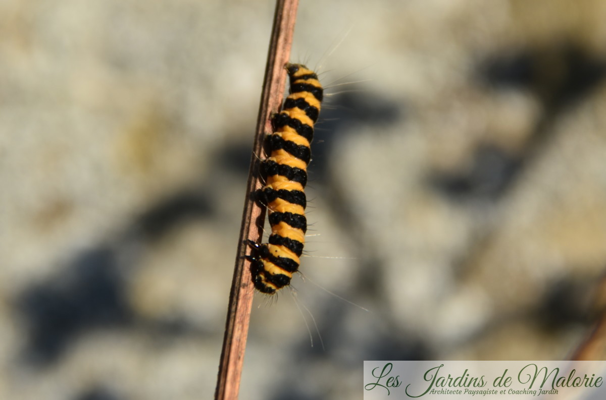 Chenille orange et noire (l'écaille du seneçon) Les Jardins de Malorie — free download