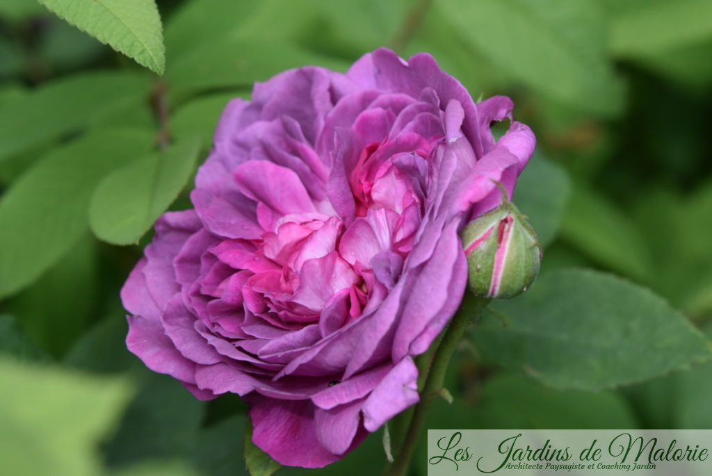 rosier 'Reine des Violettes'