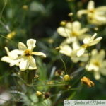 Coreopsis 'Moonbeam', lumineux et sans prétention!