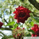 ❤ ❤ Focus sur le rosier 'Red Parfum'