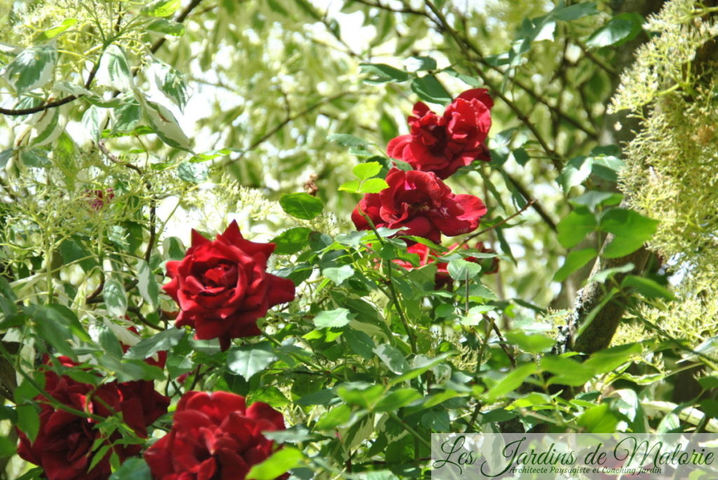 Rosa 'Red Parfum'