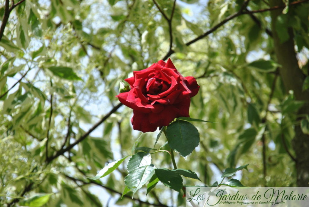 rosa 'Red Parfum'