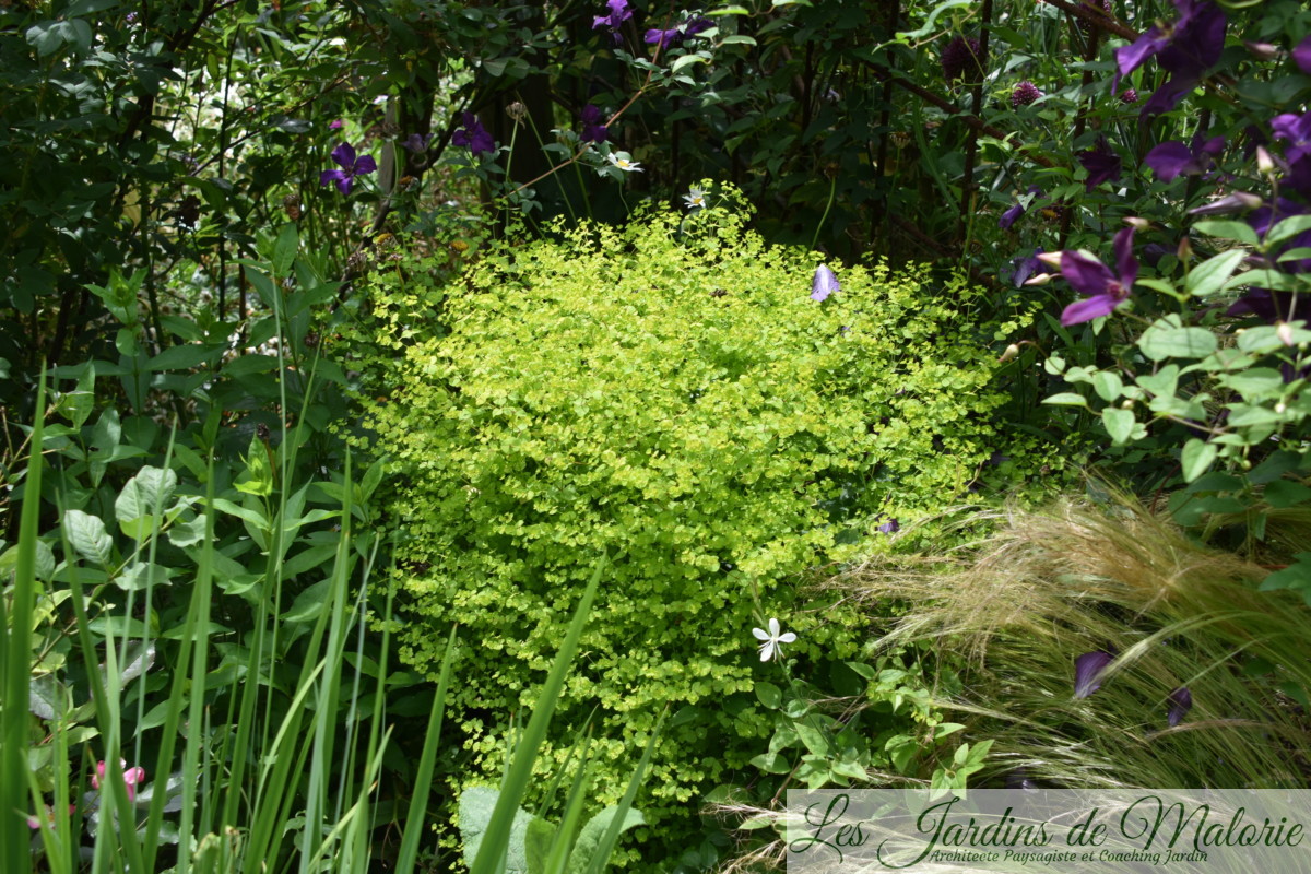 euphorbe - Les Jardins de Malorie