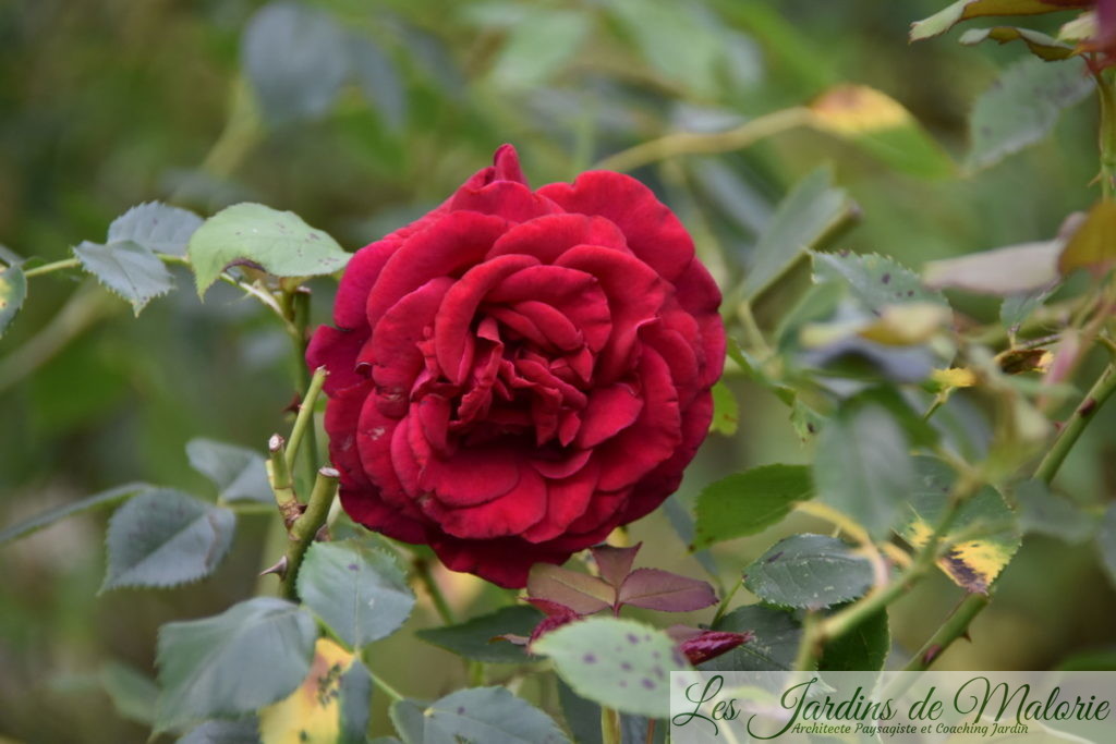 Rosa 'Red Parfum'