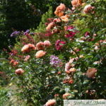 Visite du jardin de Marie (jardin privé)